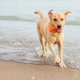 BIONIC Οστούν, παιχνίδι δαγκώματος για σκύλο, μέγεθος M, 12 εκ.