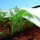 Bradas agrovelknin 17 βάρος, λευκό εαρινό 1,1x5m AWW1711005