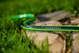 Cellfast Λάστιχο Κήπου Green ATS2 3/4" 50m - Εύκαμπτος Σωλήνας 5 Στρώσεων, Ανθεκτικό στα Κόμπος (15-121)