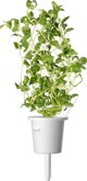 Click And Grow Click&Grow Smart Soil σπόροι, μείγμα ιταλικών βοτάνων, συσκευασία 9 9472263 4742793009209