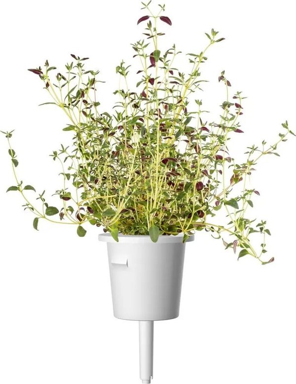 Click And Grow Click&Grow Smart Soil σπόροι, μείγμα ιταλικών βοτάνων, συσκευασία 9 9472263 4742793009209