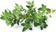 Click And Grow Click&Grow Smart Soil σπόροι, μείγμα ιταλικών βοτάνων, συσκευασία 9 9472263 4742793009209