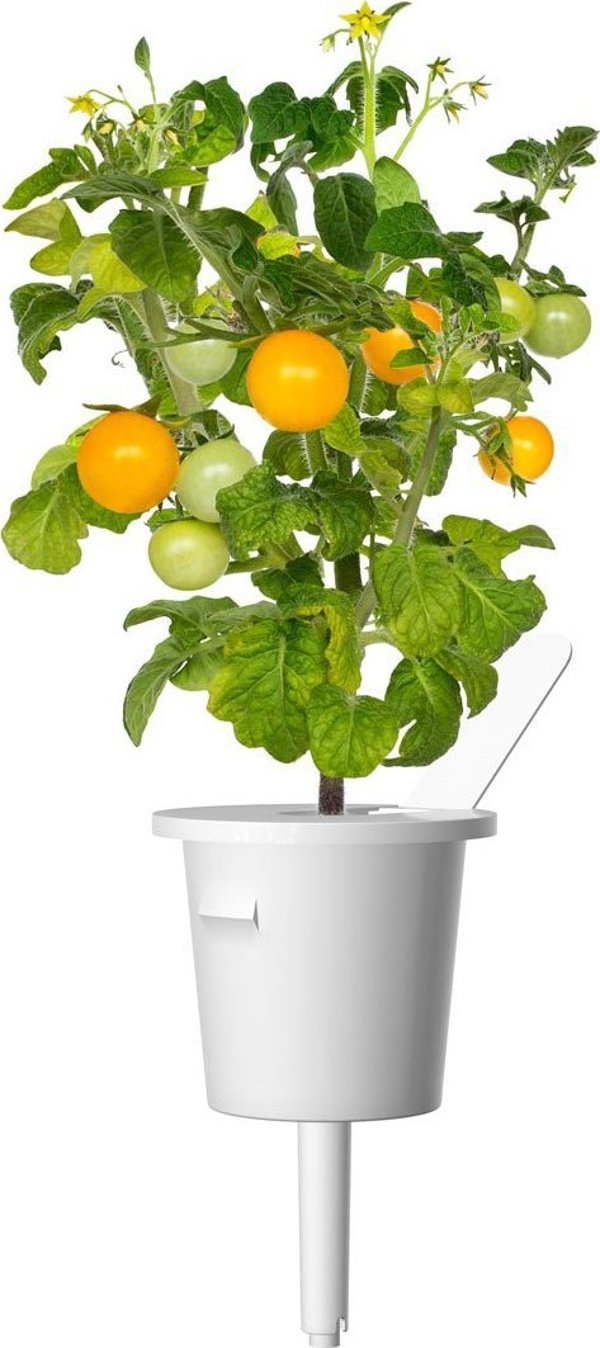 Click And Grow Κάντε κλικ και μεγεθύνετε ξαναγεμίστε κίτρινη ντομάτα 3-συσκευασία 6484466 4742793009124