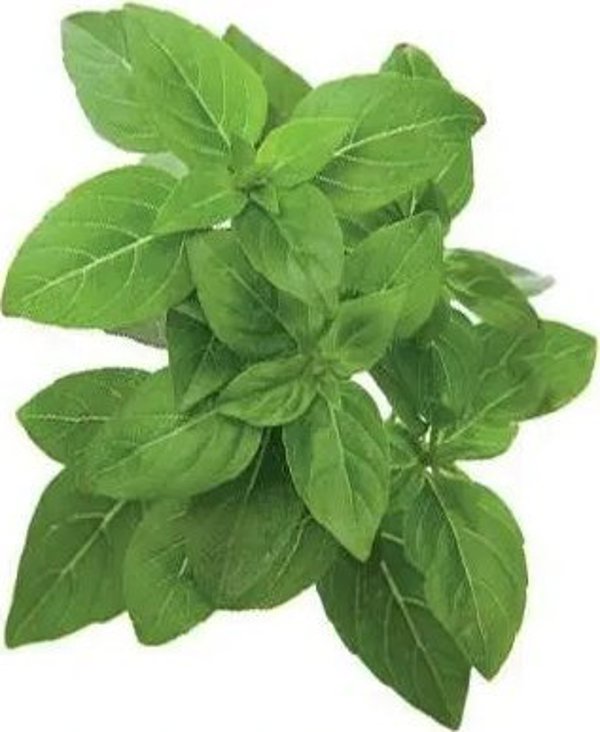 Click And Grow Click and Grow ανταλλακτικό βασιλικού νάνου 3-πακέτο