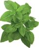 Click And Grow Click and Grow ανταλλακτικό βασιλικού νάνου 3-πακέτο