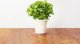 Click And Grow Click and Grow ανταλλακτικό βασιλικού νάνου 3-πακέτο