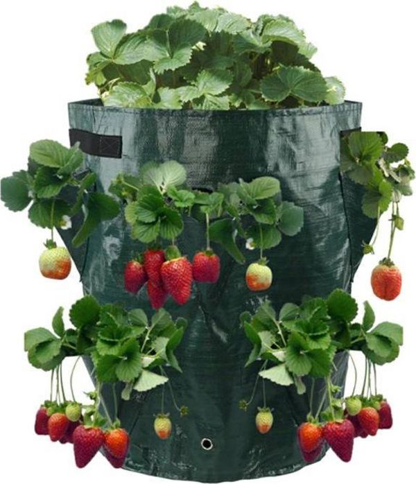 CreativeHome TORBA DO SADZENIA I UPRAWY TRUSKAWEK 17cm