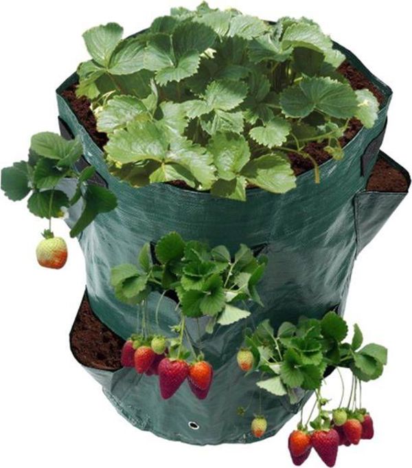 CreativeHome TORBA DO SADZENIA I UPRAWY TRUSKAWEK 17cm