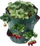 CreativeHome TORBA DO SADZENIA I UPRAWY TRUSKAWEK 17cm