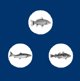 EDEN  Eden Fish Cuisine medium and large breeds 2kg