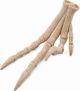 Φιγούρα Collecta Velociraptor Limb 89285 - Συλλεκτικό Αντίγραφο Δεινοσαύρου 17.5cm
