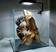 Φωτισμός Fluval Nano Plant LED, 12,7 x 12,7 cm, 15 W