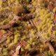 Gamers Grass Τουφίτσες Γρασιδιού Wild Tufts, 2mm, Μπεζ, 1τμχ