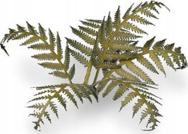 Gamers Grass Laser Plants - Φτέρη (Bracken) - Διακοσμητικά Στοιχεία Μοντελισμού