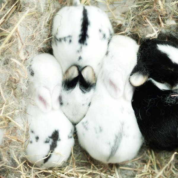 Hi Little One Little One Τροφή για ινδικά χοιρίδια 400g