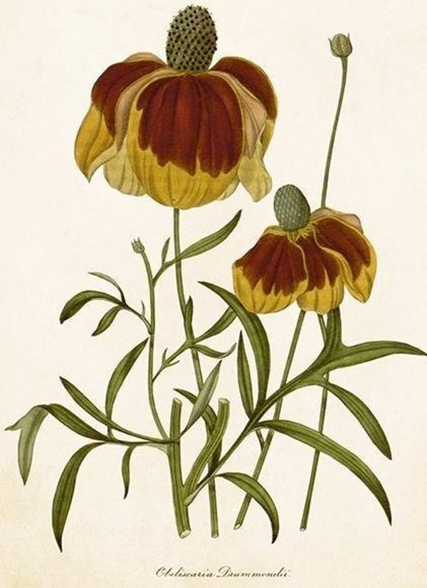 Κάρτα ST500 B6 + φάκελος Rudbekia