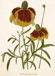 Κάρτα ST500 B6 + φάκελος Rudbekia