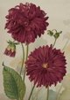 Κάρτα ST499 B6 + φάκελος Dalia μωβ