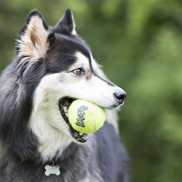 KONG Kong tennisbold med reb M