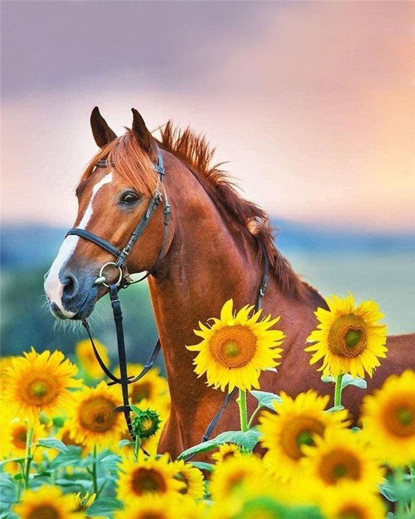 Ζωγραφική με αριθμούς - 30x40cm Άλογο στον ηλίανθο.