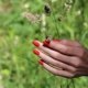 MANUCURIST_Green Nail Polish lakier do paznokci Red Coral 15ml