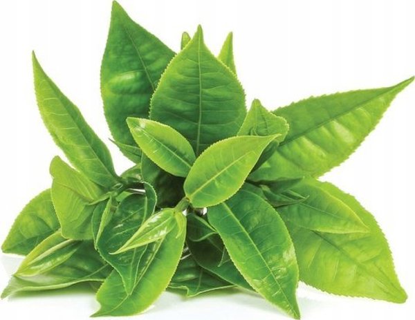 Moya Matcha Βάση για Αναδευτήρι Matcha (Chasen Stand) Κεραμική - Λευκό