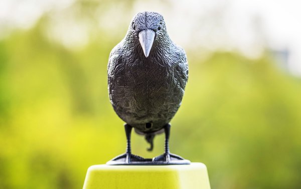 NO PEST Odstraszacz Ptakow Golebi Szpakow Makieta Ptaka Duzy Kruk Stojacy Odstraszajacy Ptaki