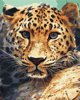 Ζωγράφισέ το! BS51736 Gepard από την Pegasus Elliot Mackenzie Publishers