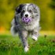 PET SUPPLIES ZABAWKA DLA PSA SPIDERWEB    BALL M 9cm