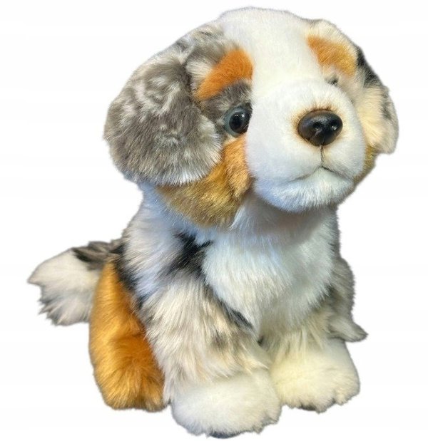 Pies australijski 19cm 34052