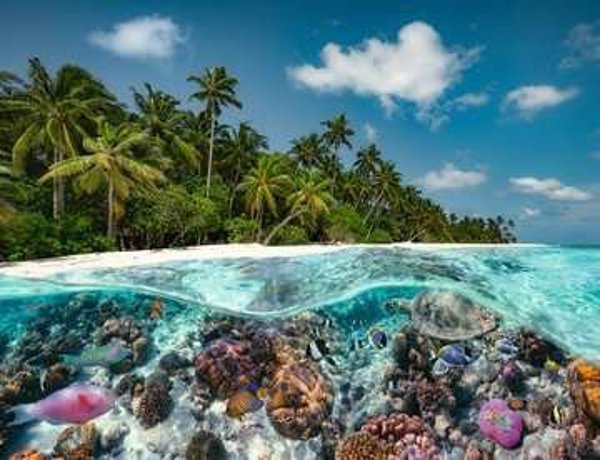 Ravensburger Jigsaw Puzzle A dive in the Maldives (2000 pieces)