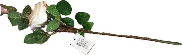 Αφρώδη Τριαντάφυλλο 53 εκ.