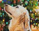 Ruhhy Paint it! BS52253 Χριστουγεννιάτικος golden retriever
