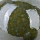 SAGGIO GREEN Διακοσμητική σφαίρα 10X10XH9,5 πράσινη