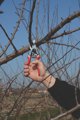 Felco 8 Κλαδευτήρι Χειρός Εργονομικό για Δεξιόχειρες, Επαγγελματικό Ψαλίδι Κλαδέματος για Μεγάλα Χέρια
