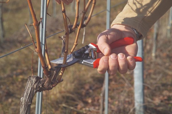 Felco 8 Κλαδευτήρι Χειρός Εργονομικό για Δεξιόχειρες, Επαγγελματικό Ψαλίδι Κλαδέματος για Μεγάλα Χέρια