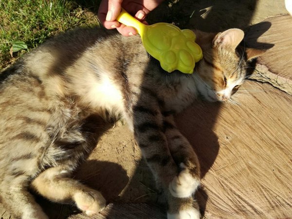 TANGLE ANGEL Pet Mini mala szczotka dla zwierzat Zolta