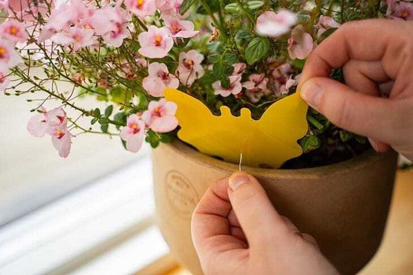 Trinol Sticky Bug Trap X 12 Stue- & bananfluer + sørgemyg & trips Tørrer ikke ud, tåler UV og vand