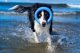 Triton Kiwi Walker Lets Play Ring Mini pomaranczowy