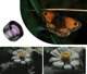 Ulanzi 75mm Macro Φακός για Smartphone - Επαγγελματικός Φακός Μακροφωτογραφίας για Κινητό (CL-003 / F009)