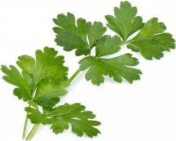 Veritable Véritable Lingot Ιταλικός μαϊντανός - BIO