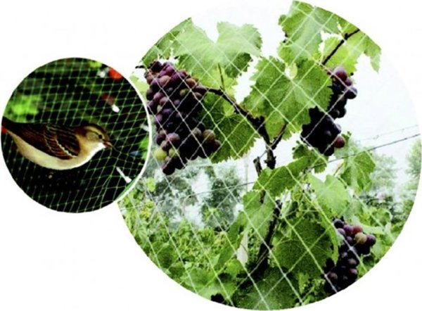 vidaXL Green>it® δίχτυ πουλιών 25×25 mm x 6×6 μέτρα