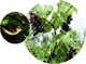 vidaXL Green>it® δίχτυ πουλιών 25×25 mm x 6×6 μέτρα