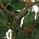 vidaXL Τεχνητό δέντρο Ficus 480 φύλλα 130 εκ πράσινο